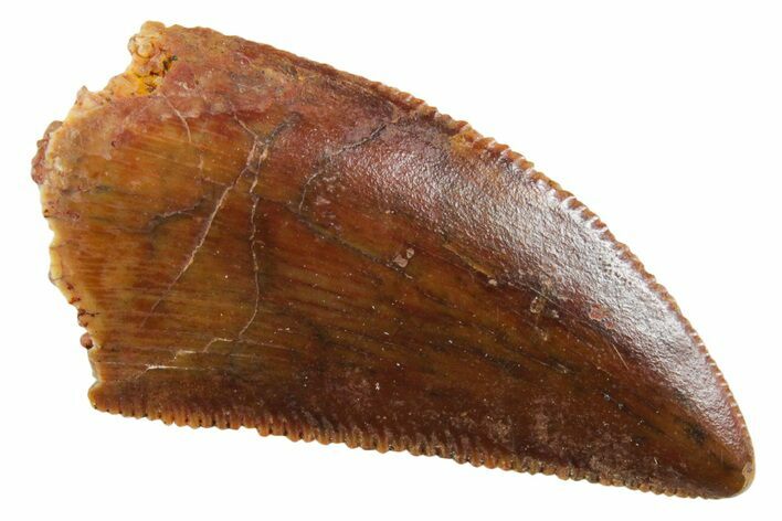 Serrated Raptor Tooth - Real Dinosaur Tooth #355540